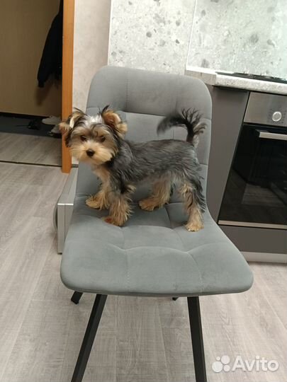 Йоркширский терьер щенки