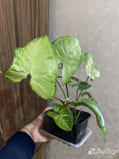 Цветы комнатные Колеусы разные, сингониум