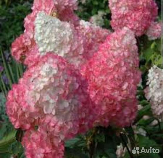 Гортензия метельчатая