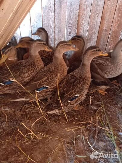 Утки подсадные для охоты