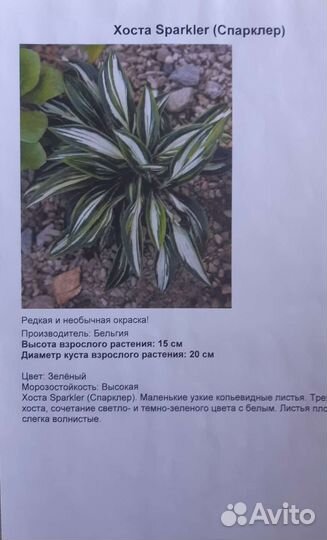 Хоста Спарклер