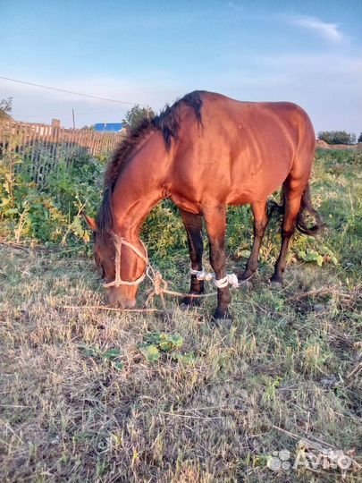 Жеребец 5 лет