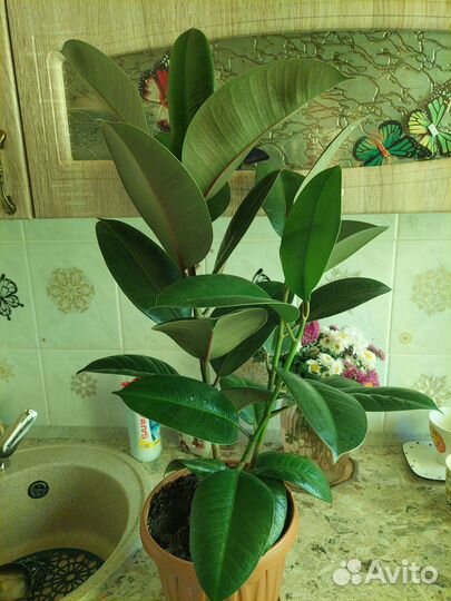 Фикус 3 ствола