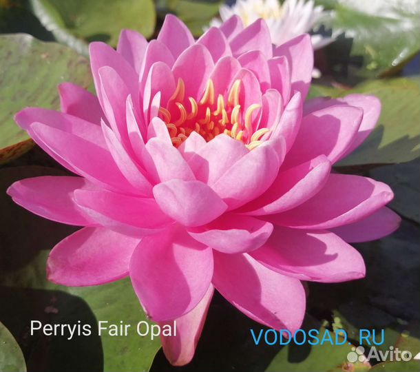 Нимфея Perryis Fire Opal