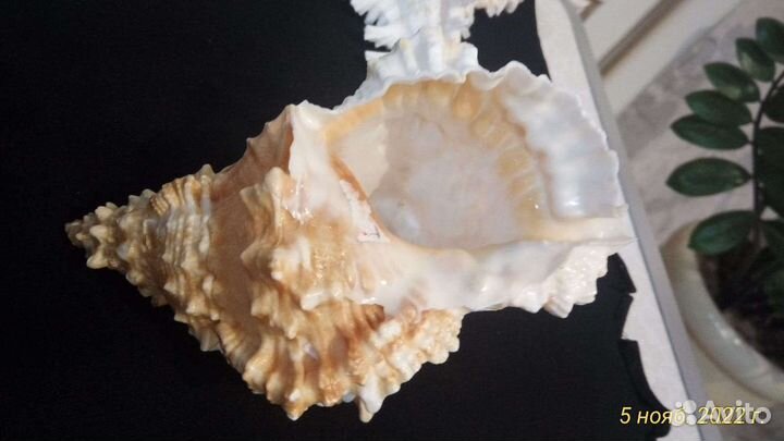 Ракушки редкие