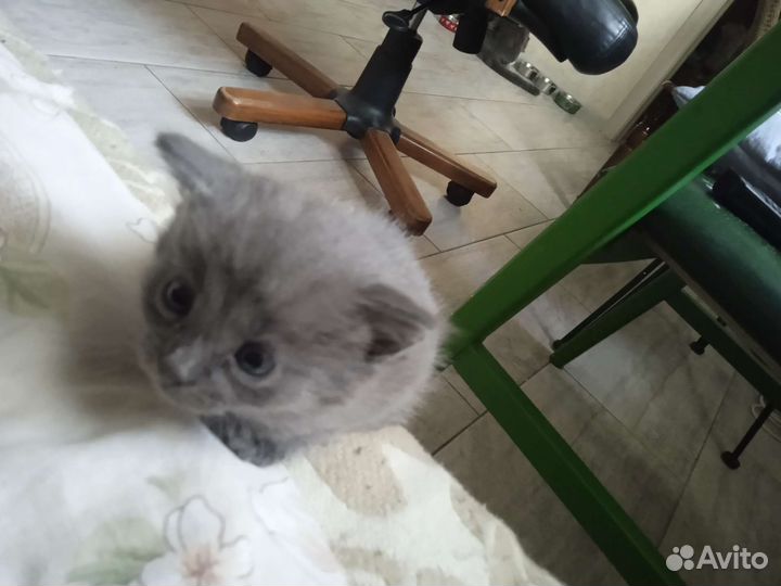 Продам банду,по три рубля штучка