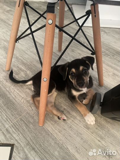 Спасите щенка