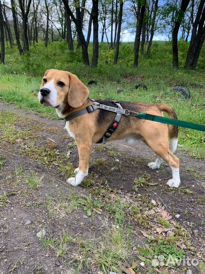 Бигль вязка,кобель