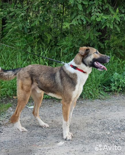 Молодой пёс в дар