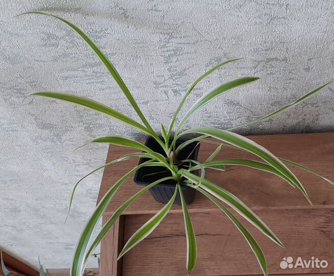 Традесканция, хлорофитум