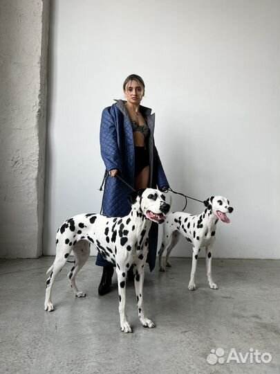 Далматины для фотосессии