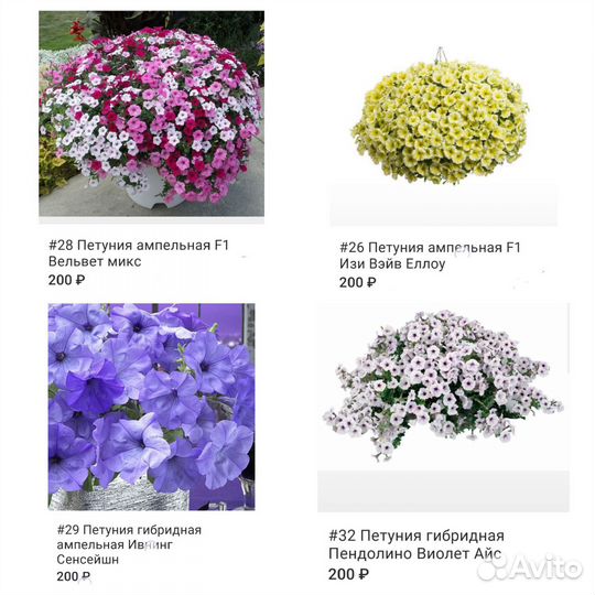 Петуния ампельная