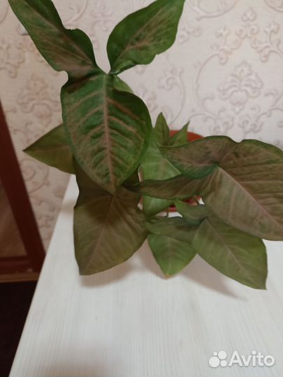 Декабрист, сингониумы, филодендрон, гиппеаструм