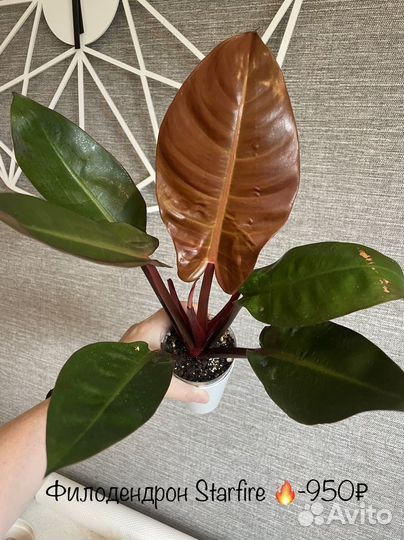 Домашние растения