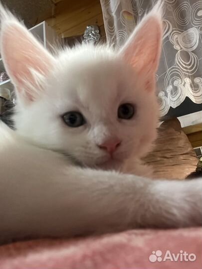 Мейн -кун белый котенок