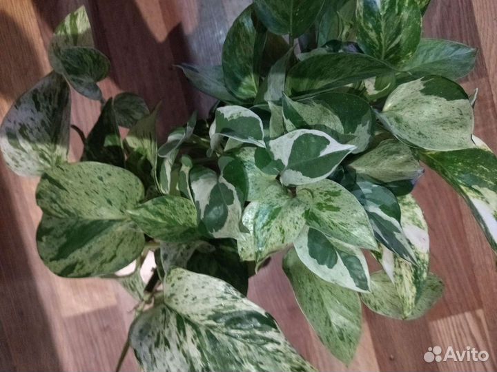 Эпипремнумы, сциндапсусы