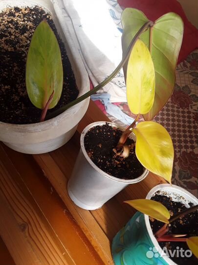 Филодендрон Painted Lady (медуза,расписная леди)