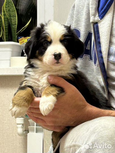 Бернский зенненхунд