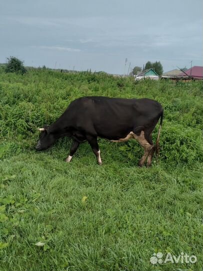 Продам корову
