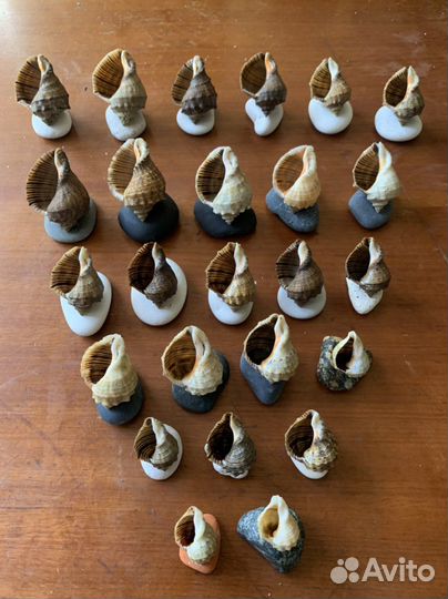 Раковины рапанов и устриц на камне