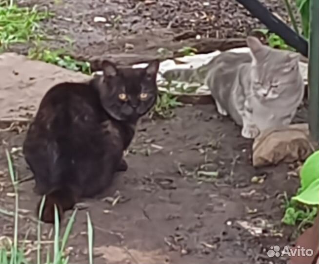 Котенок девочка британка в добрые руки