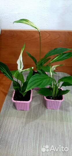 Спатифиллум или женское счастья