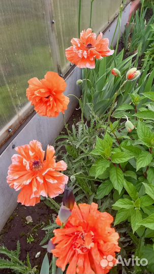 Мак махровый