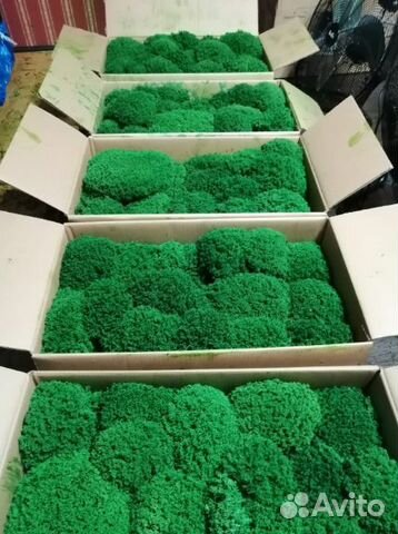 Стабилизированный мох Королевский Ягель