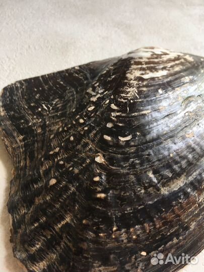 Свеча в раковине