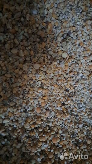 Горох колотый (сечка) некондиция на корм