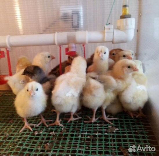 Цыпленок Доминант, цыпленок Ломан Уайт