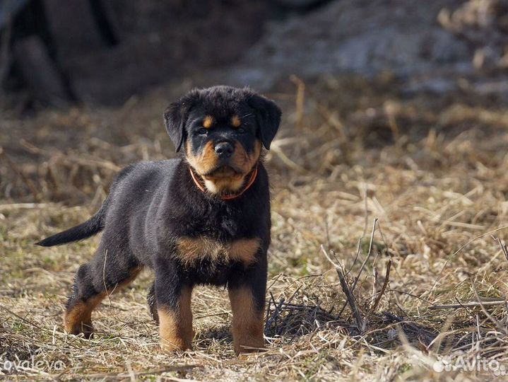 Щенки ротвейлера