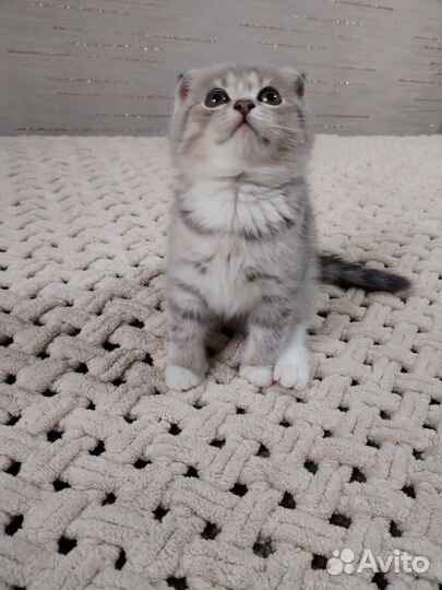 Шотландский вислоухий котёнок