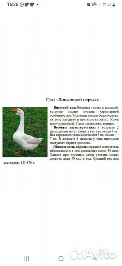 Гусята линда