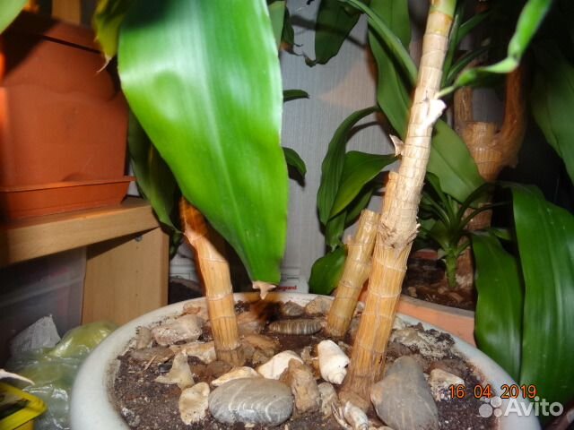 Драцена душистая (Dracaena fragrans)