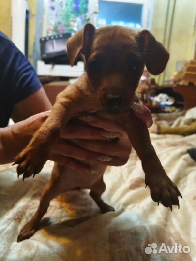 Щеночки 2-х месячные