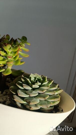 Флорариум суккуленты, подарок