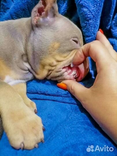 Американский булли покет щенки