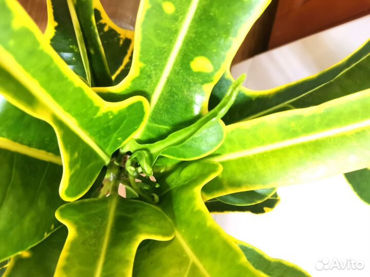 Кротон Бостон