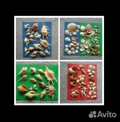 Раковины в небольшом количестве