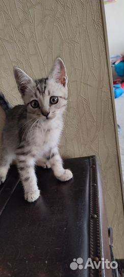 Котёнок (мальчик) 2 месяца в добрые руки