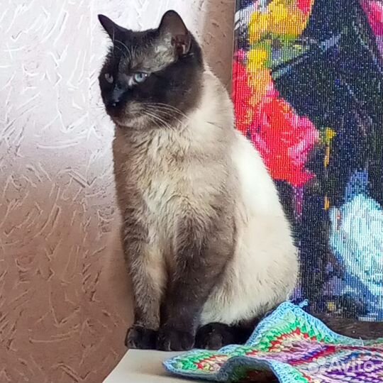 Сиамский кот,в добрые руки