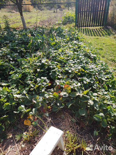 Рассада клубники