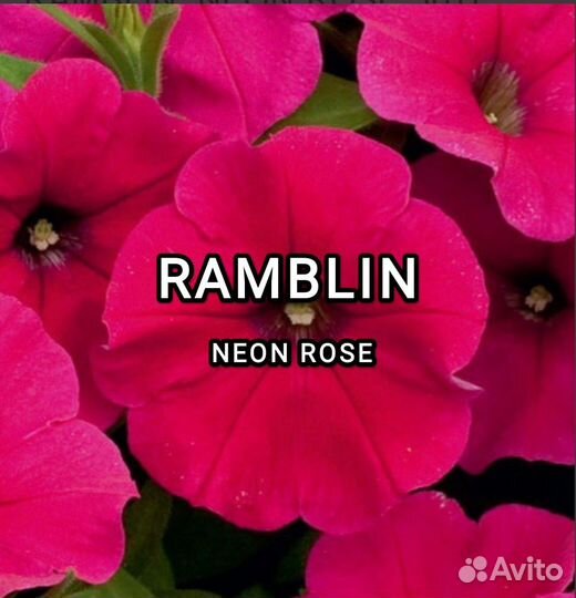 Петуния ампельная рамблин 4 расцветки