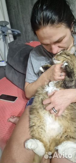 Сибирский котенок