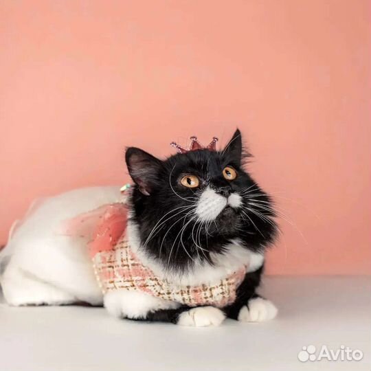 Сногсшибательная кошка в дар