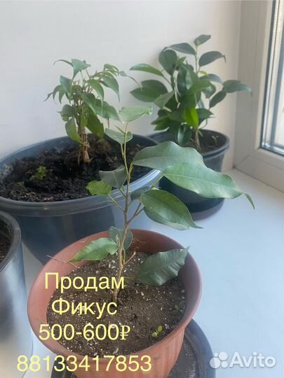 Фикус
