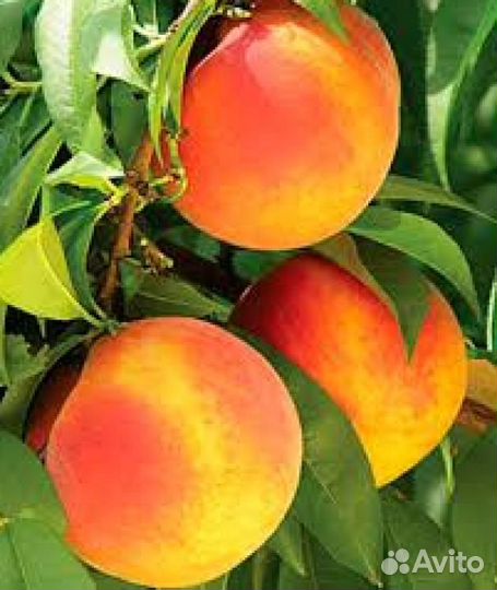 Персик колоновидный Медовый