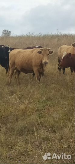 Корова двойные, стельные, яловые, тёлки
