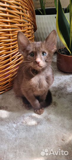 Котенок